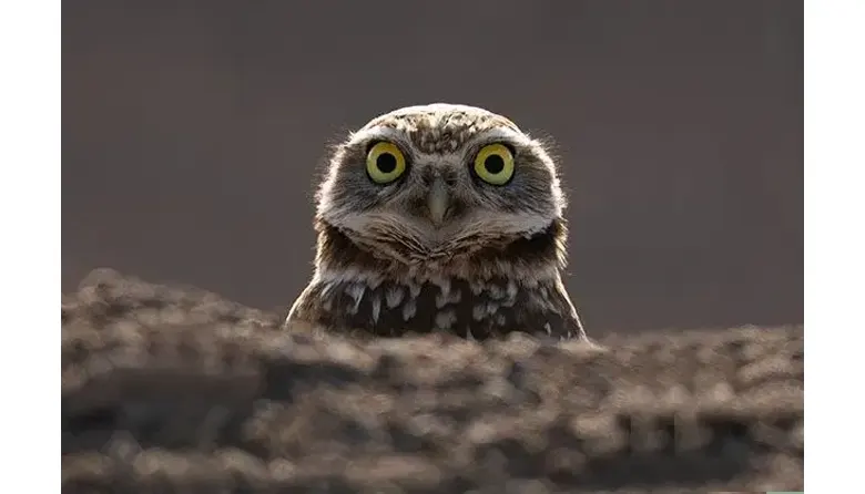Looking Vs Seeing