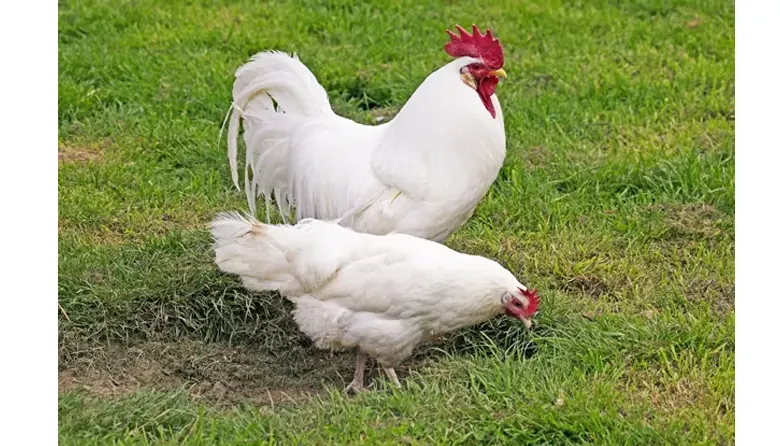 The Rebellion of Gallus Gallus